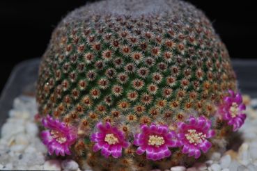 Mammillaria huitzilopochtli